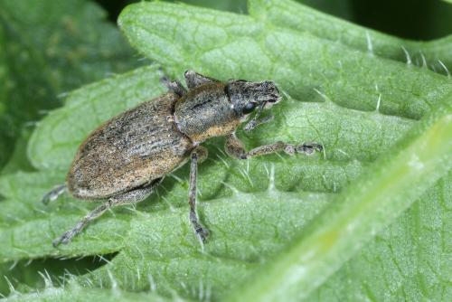 Réf. 303 974 : Tanymecus palliatus